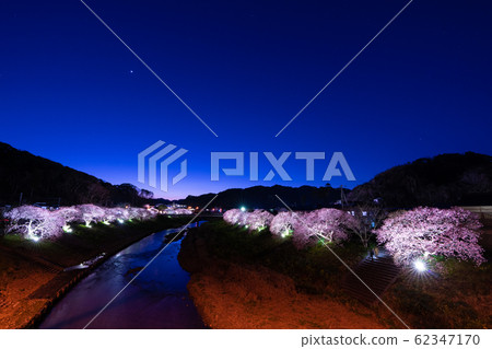 點亮櫻花 62347170