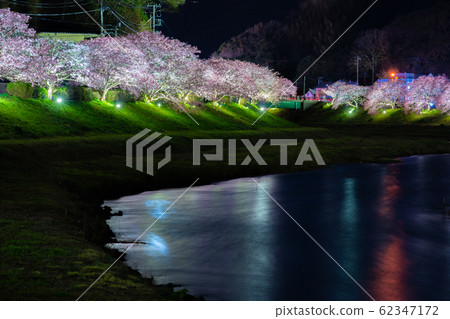 點亮櫻花 62347172