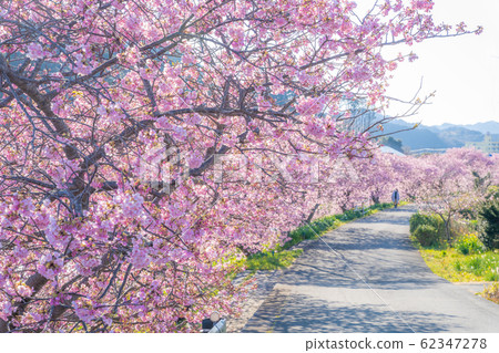 Southern Cherry Blossoms and Rape Blossom Festival 62347278