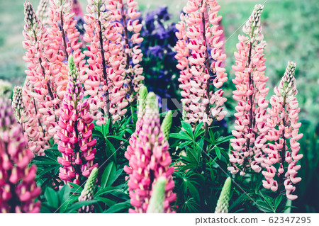 Blooming lupine flowers. Moody bold colors. 62347295