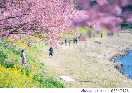 Southern Cherry Blossoms and Rape Blossom Festival 62347378