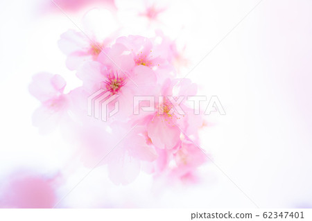 南部櫻花和強姦開花節 62347401
