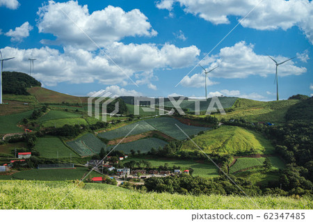 Anbandongi High Temperature Cabbages 62347485