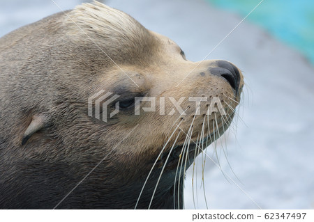 可愛的小耳朵，海獅男孩的臉，英俊的臉朝右 62347497