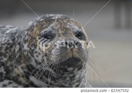Seals with eyes open Sesame seals Genigata seals face up 62347502