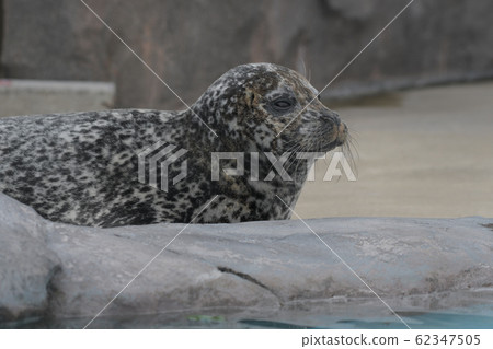 Seal family Sesame seals Genigata seals Right-facing profile upper body Seal family Sesame seals Genigata seals Right-facing profile upper body 62347505
