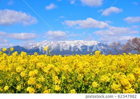 Spring rape field Spring rape field 62347982