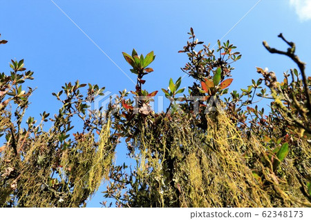 Moss hanging on azalea tree Moss hanging on azalea tree 62348173