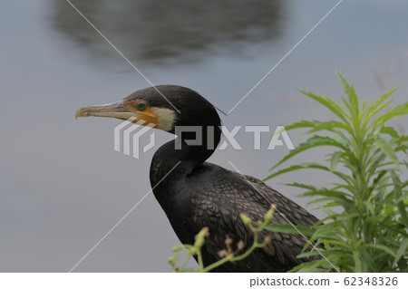 A left-facing cormorant standing by the water A left-facing cormorant standing by the water 62348326