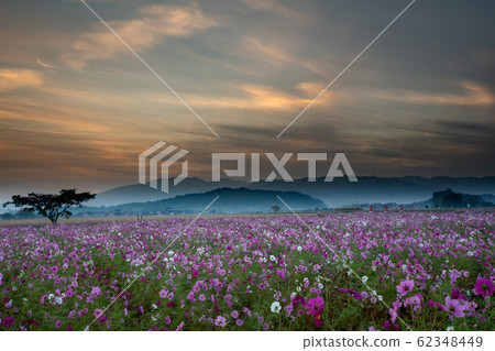 Cosmos taken at Fujiwarakyo historic site in Kashihara City, Nara Prefecture 62348449