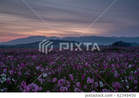 Cosmos taken at Fujiwarakyo historic site in Kashihara City, Nara Prefecture 62348450