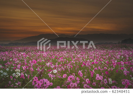 Cosmos taken at Fujiwarakyo historic site in Kashihara City, Nara Prefecture 62348451