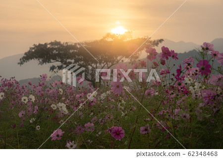 Cosmos taken at Fujiwarakyo historic site in Kashihara City, Nara Prefecture Cosmos taken at Fujiwarakyo historic site in Kashihara City, Nara Prefecture 62348468