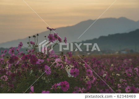 Cosmos taken at Fujiwarakyo historic site in Kashihara City, Nara Prefecture 62348469