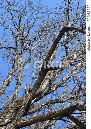 Lombardy poplar 62348752