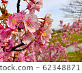 Cherry Blossoms	 62348871