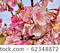 Cherry Blossoms	 62348872