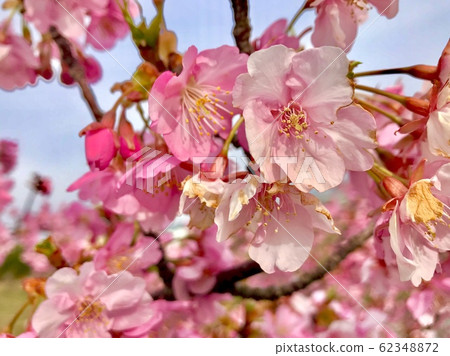 Cherry Blossoms	 62348872