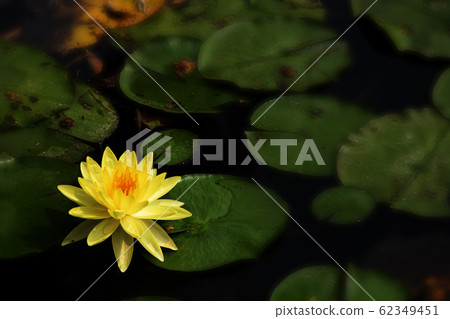 Yellow lotus flower in the corner of the pond with 62349451