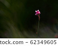 只有一個。 62349605