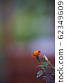 直到開花。 62349609