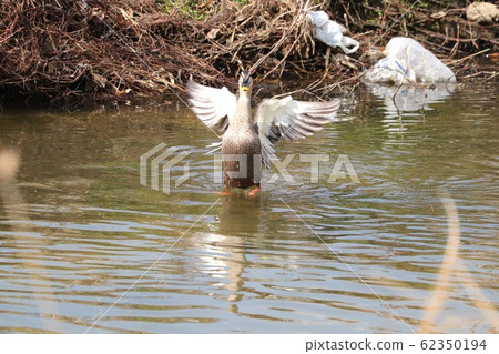 Waterside Birds: Duck: Milky Way Waterside Birds: Duck: Milky Way 62350194