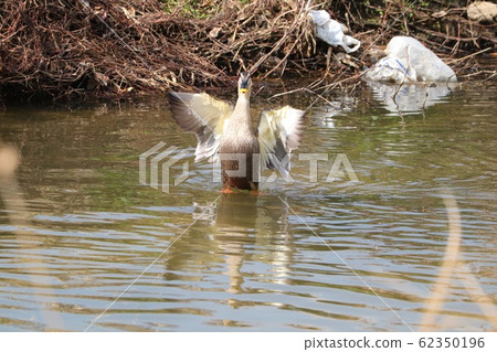 Waterside Birds: Duck: Milky Way Waterside Birds: Duck: Milky Way 62350196