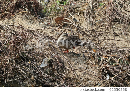Waterside Birds: Duck: Milky Way 62350268