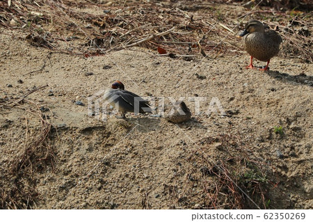 Waterside Birds: Duck & Duck: Milky Way 62350269