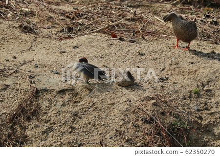 Waterside Birds: Duck & Duck: Milky Way 62350270