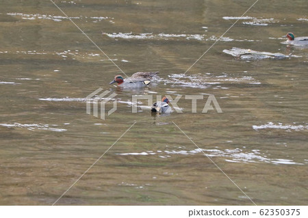 Waterside Birds: Duck: Milky Way 62350375