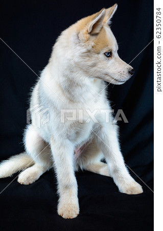 Little siberian husky puppy closeup on black background. Little siberian husky puppy closeup on black background. 62350784