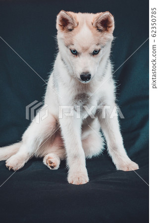 Little siberian husky puppy closeup on black background. Little siberian husky puppy closeup on black background. 62350785