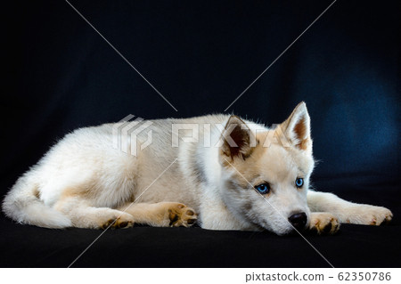 Little siberian husky puppy closeup on black background. 62350786