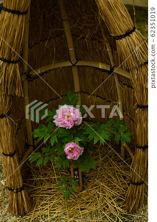 廣島縣美北山坡公園的冬季按鈕 62351019