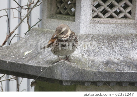 鵝口瘡（鳥） 62351247