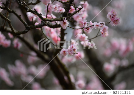 梅花 62351331