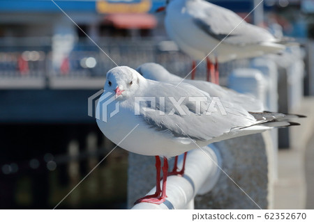 Seagull in port town 62352670