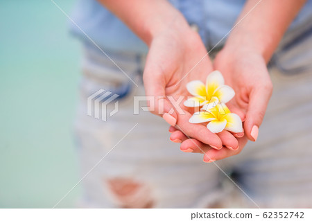 Beautiful frangipani flowers in hands background turquoise sea on white beach Beautiful frangipani flowers in hands background turquoise sea on white beach 62352742
