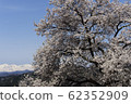 Cherry blossoms in full bloom and Hakuba Miyama 62352909