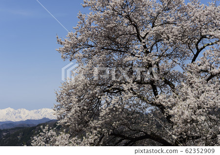 盛開的櫻花和Hakuba Miyama 盛開的櫻花和Hakuba Miyama 62352909