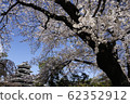 Cherry-blossoming Matsumoto Castle 62352912