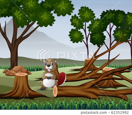 A beaver foraging in the barren forest A beaver foraging in the barren forest 62352992