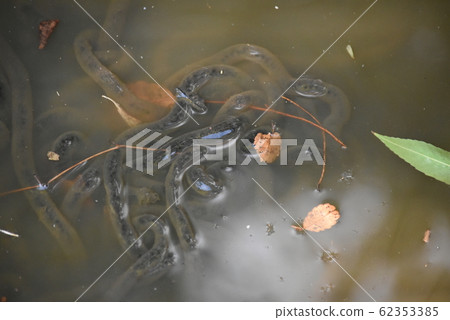 Frog egg Frog egg 62353385