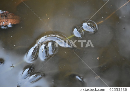 Frog egg Frog egg 62353386