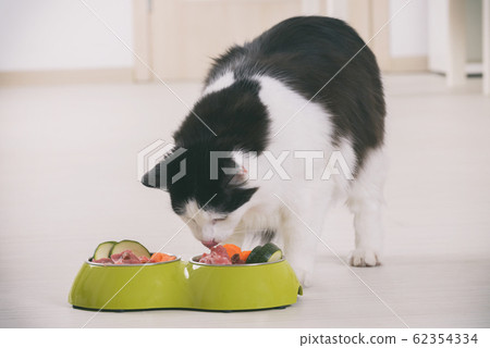 Cat eating natural food from a bowl Cat eating natural food from a bowl 62354334