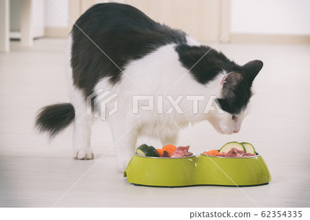 Cat eating natural food from a bowl 62354335