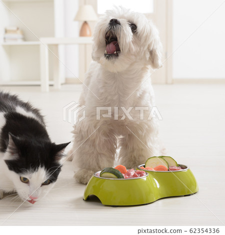 Dog and cat eating natural food from a bowl 62354336