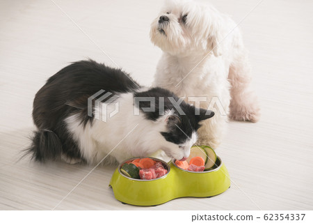 Dog and cat eating natural food from a bowl 62354337
