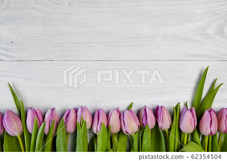 Pink tulips on white wooden background, banner 62354504